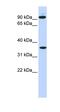 Exostosin Glycosyltransferase 2 antibody, orb330381, Biorbyt, Western Blot image 