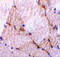 Caspase 7 antibody, 3467, ProSci Inc, Immunohistochemistry paraffin image 