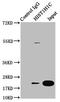 H12 antibody, LS-C670338, Lifespan Biosciences, Immunoprecipitation image 