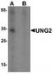 UNG1 antibody, TA319734, Origene, Western Blot image 