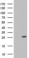 R-Spondin 1 antibody, CF804531, Origene, Western Blot image 