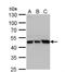 Ubiquinol-Cytochrome C Reductase Core Protein 1 antibody, NBP2-20815, Novus Biologicals, Western Blot image 