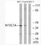 cN1A antibody, AP33224PU-N, Origene, Western Blot image 