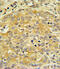 APOL1 antibody, 62-854, ProSci, Immunohistochemistry paraffin image 