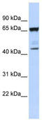 Scm Polycomb Group Protein Like 4 antibody, TA335343, Origene, Western Blot image 