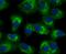 Toll Like Receptor 2 antibody, A00131-3, Boster Biological Technology, Immunocytochemistry image 