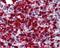 Cytidine Deaminase antibody, 48-962, ProSci, Immunohistochemistry frozen image 