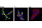 Metastasis suppressor protein 1 antibody, 93065S, Cell Signaling Technology, Immunofluorescence image 