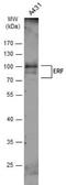 ETS2 Repressor Factor antibody, NBP2-16366, Novus Biologicals, Western Blot image 