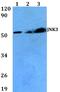 Mitogen-Activated Protein Kinase 10 antibody, A04297, Boster Biological Technology, Western Blot image 