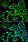 C-Reactive Protein antibody, A0224, ABclonal Technology, Immunofluorescence image 