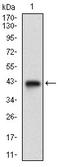 Fatty Acid Desaturase 1 antibody, orb330236, Biorbyt, Western Blot image 