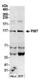 Protein-L-Isoaspartate (D-Aspartate) O-Methyltransferase antibody, A304-922A, Bethyl Labs, Western Blot image 