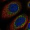 XK Related 9 antibody, PA5-60711, Invitrogen Antibodies, Immunofluorescence image 