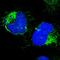 Cytochrome C Oxidase Subunit 4I1 antibody, HPA002485, Atlas Antibodies, Immunofluorescence image 