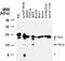 BH3 Interacting Domain Death Agonist antibody, NB100-56106, Novus Biologicals, Western Blot image 