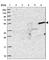Zinc Finger Protein 627 antibody, HPA049770, Atlas Antibodies, Western Blot image 