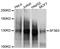 Splicing Factor 3b Subunit 3 antibody, MBS127182, MyBioSource, Western Blot image 