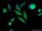 Solute Carrier Family 37 Member 1 antibody, 24582-1-AP, Proteintech Group, Immunofluorescence image 