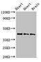Neuropeptide S receptor antibody, LS-C678845, Lifespan Biosciences, Western Blot image 
