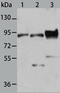BCL2 Associated Athanogene 3 antibody, TA322773, Origene, Western Blot image 