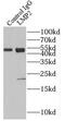 Proteasome Subunit Beta 9 antibody, FNab04810, FineTest, Immunoprecipitation image 