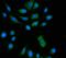 Z-DNA Binding Protein 1 antibody, A04739-3, Boster Biological Technology, Immunofluorescence image 