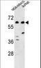 Protein Dos antibody, LS-C167975, Lifespan Biosciences, Western Blot image 