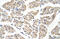 Phenylalanyl-tRNA synthetase, mitochondrial antibody, 29-387, ProSci, Western Blot image 