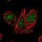 Cullin 1 antibody, HPA064584, Atlas Antibodies, Immunofluorescence image 