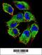Protein naked cuticle homolog 2 antibody, 56-250, ProSci, Immunofluorescence image 