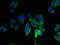 Ribosomal Protein Lateral Stalk Subunit P1 antibody, orb239012, Biorbyt, Immunocytochemistry image 