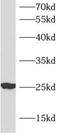 Apolipoprotein M antibody, FNab00511, FineTest, Western Blot image 