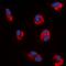 Angiopoietin 1 antibody, orb315752, Biorbyt, Immunofluorescence image 