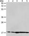 ADP Ribosylation Factor 6 antibody, TA321390, Origene, Western Blot image 