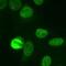 Nuclear Mitotic Apparatus Protein 1 antibody, PA3-16829, Invitrogen Antibodies, Immunofluorescence image 