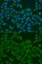 Inositol Polyphosphate-5-Phosphatase K antibody, GTX32681, GeneTex, Immunocytochemistry image 