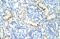 DAZ-associated protein 1 antibody, 29-516, ProSci, Immunohistochemistry frozen image 