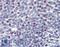 MLL antibody, LS-B3471, Lifespan Biosciences, Immunohistochemistry frozen image 