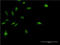 MyoD Family Inhibitor antibody, LS-C197665, Lifespan Biosciences, Immunofluorescence image 
