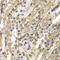 Enhancer of filamentation 1 antibody, 18-685, ProSci, Immunohistochemistry paraffin image 
