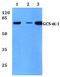 Guanylate Cyclase 1 Soluble Subunit Alpha 1 antibody, A31778, Boster Biological Technology, Western Blot image 