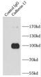Cadherin 13 antibody, FNab01184, FineTest, Immunoprecipitation image 