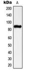 Chondroitin Polymerizing Factor antibody, LS-C354199, Lifespan Biosciences, Western Blot image 