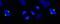 Abnormal Spindle Microtubule Assembly antibody, NB100-2278, Novus Biologicals, Immunocytochemistry image 