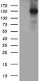 Mitogen-Activated Protein Kinase Kinase Kinase 13 antibody, TA812277, Origene, Western Blot image 