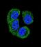 Nemo Like Kinase antibody, LS-C164905, Lifespan Biosciences, Immunofluorescence image 