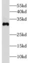 Dickkopf WNT Signaling Pathway Inhibitor 2 antibody, FNab02402, FineTest, Western Blot image 