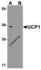 Uncoupling Protein 1 antibody, 7697, ProSci, Western Blot image 