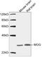 Myelin Oligodendrocyte Glycoprotein antibody, LS-C203287, Lifespan Biosciences, Western Blot image 